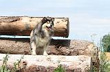 CHIEN FINNOIS DE LAPONIE 267